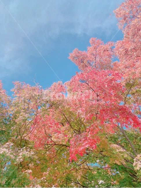 plant,식물,가을,단풍,빨강,나무,단풍나무