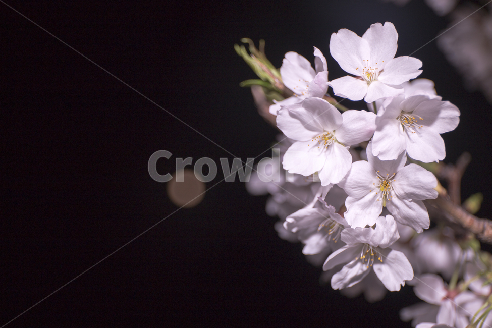 벚꽃,밤,꽃,봄,꽃잎,감성사진,봄,계절,spring,season,야경,밤,풍경,nightscape,night,landscape,식물,자연,plants,nature,꽃,flower,plant,blossom