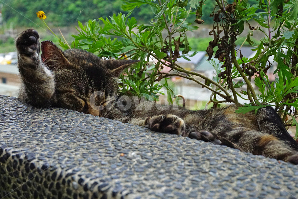 고양이,바닥,낮잠,cat,애완동물,동물,pet