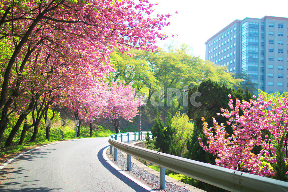 벚꽃,봄,풍경,나무,자연,봄,계절,spring,season,plant,식물