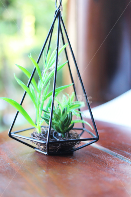 식물,화분,초록,plant,flowerpot,green,식물,자연,plants,nature