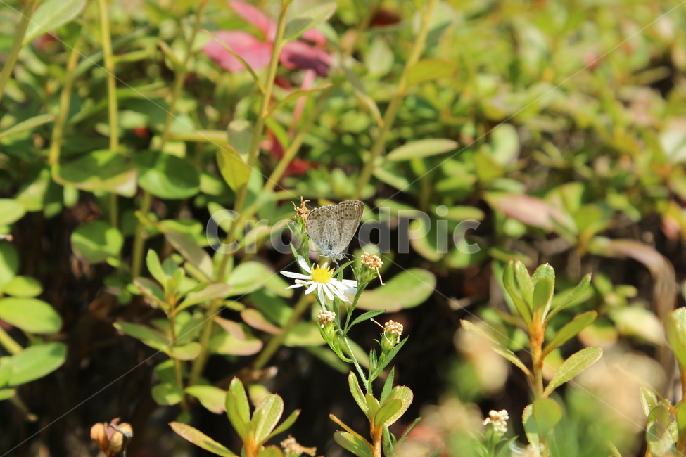자연,초록,나비,식물,풀,꽃,green,plant,flower,nature,butterfly,근접샷,확대샷,leaf,잎,식물,자연,plants,nature