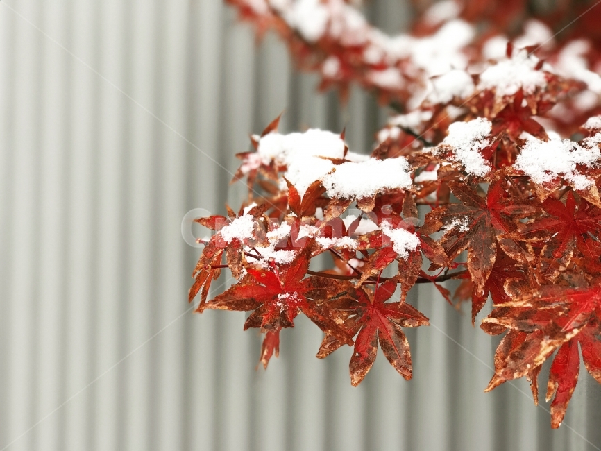 겨울,눈,단풍,나무,잎,겨울,계절,winter,season,식물,자연,plants,nature