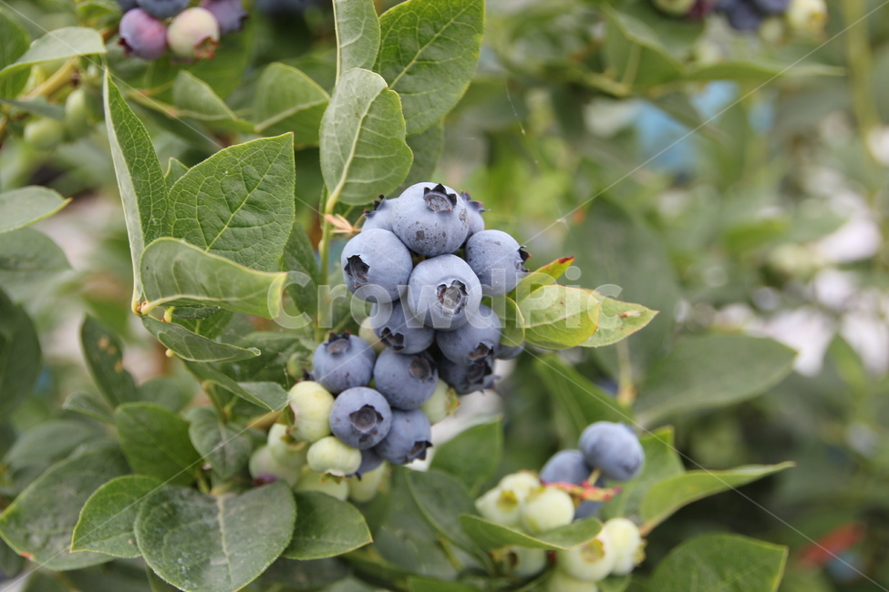 Fruit,blueberry,fruit,super food,Blueberries,blueberry fruit,food