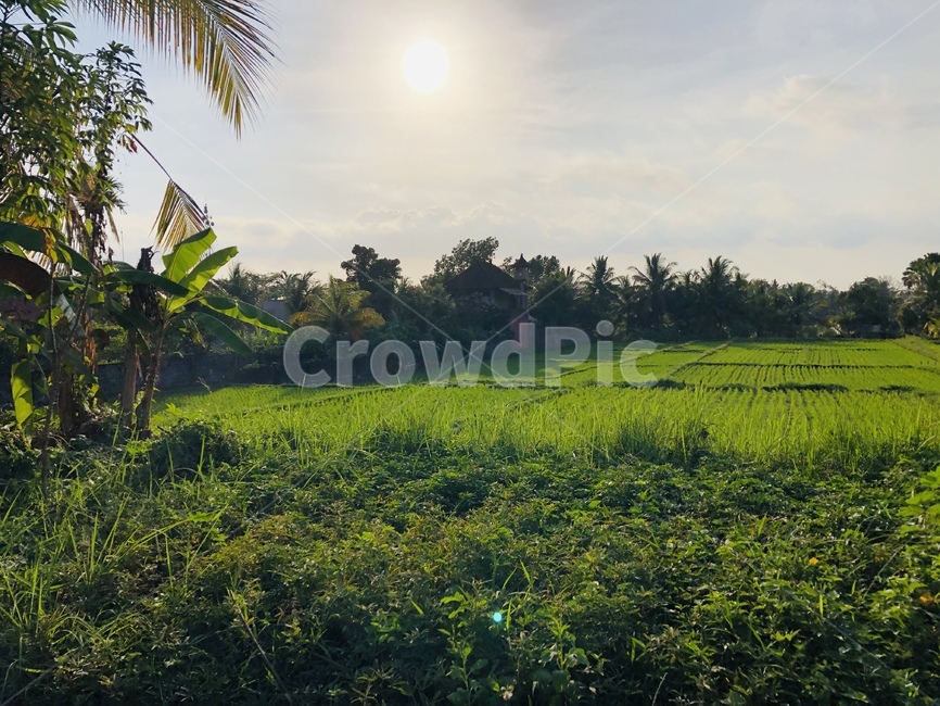 grassland,목초지,outdoors,field,자연,nature