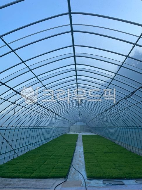Vinyl house,rice planting,seedbed,rice farming,rice farming,rice planting