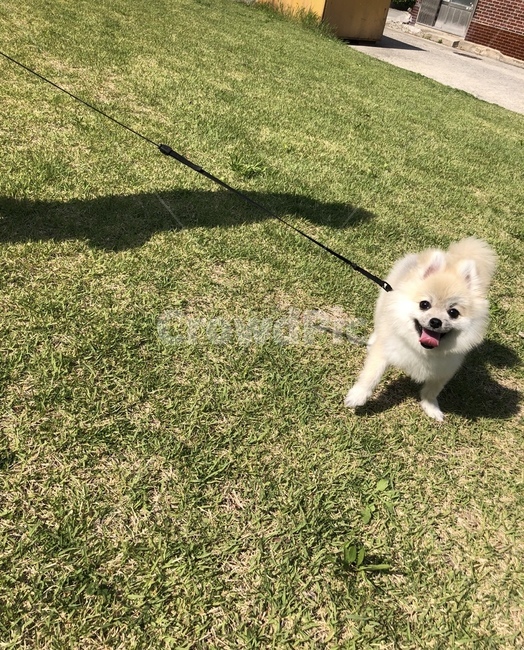 강아지,dog,puppy,반려견,강아지산책,산책,pet,애완동물,애완견