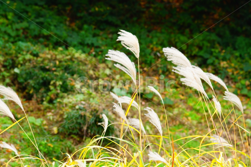 갈대,식물,잡초,풀,가을,여심,가을,계절,fall,autumn,season,식물,자연,plants,nature,plant,grass,잔디,lawn