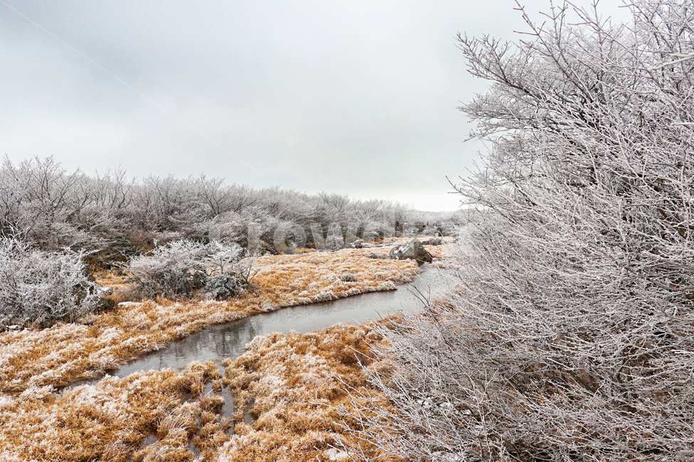 제주도,한라산,1100고지,한라산1100고지,설경,눈꽃,겨울,자연,옥외,눈,nature,outdoors,snow,풍경,겨울풍경,습지,겨울,계절,winter,season,자연,풍경,nature,landscape