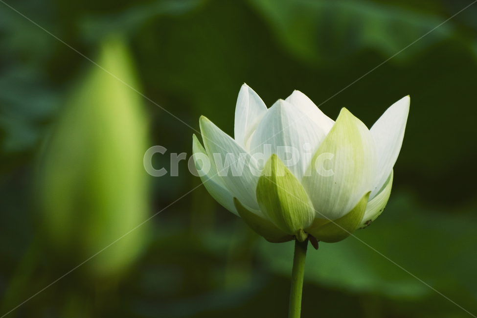 연꽃,녹색,흰연꽃,lotus,자연,식물,배경,예쁜,가든,연못,여름,수초,화단,수련과,flower,garden,summer,beautiful,flowers,plants,nature,season,whitelotus
