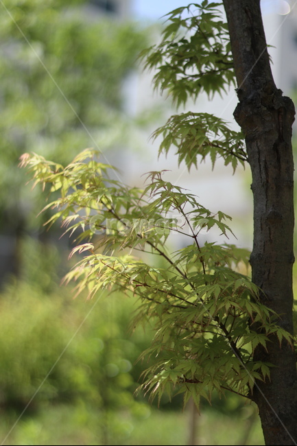 단풍,연두,봄,햇빛,새순,식물,자연,plants,nature,나무,trees,wood