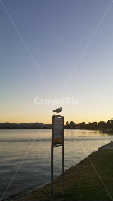 타우랑가,뉴질랜드,갈매기,tauranga,newzealand,seagul,바다,자연,ocean,물,산책로,잔디,야자수,bird,새