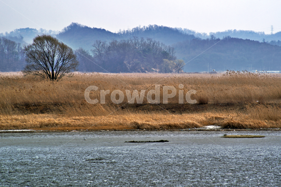 우음도,초원,갈대,시화호,화성시,간척지,바다,자연,풍경,nature,landscape