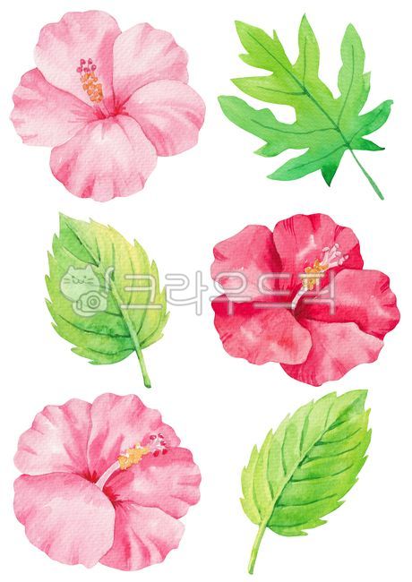 그림,일러스트레이션,일러스트,드로잉,오브젝트,누끼,자연,여름,계절,시즌,수채화,수작업,손그림,열대,트로피컬,열대식물,여름식물,식물,나뭇잎,열대나뭇잎,꽃,열대꽃,히비스커스,히비스커스꽃,illustration,watercolor,painting,drawing,hand,drawn,object,png,summer,season,tropical,plants,plant,leaf,flower,floral,hibiscus