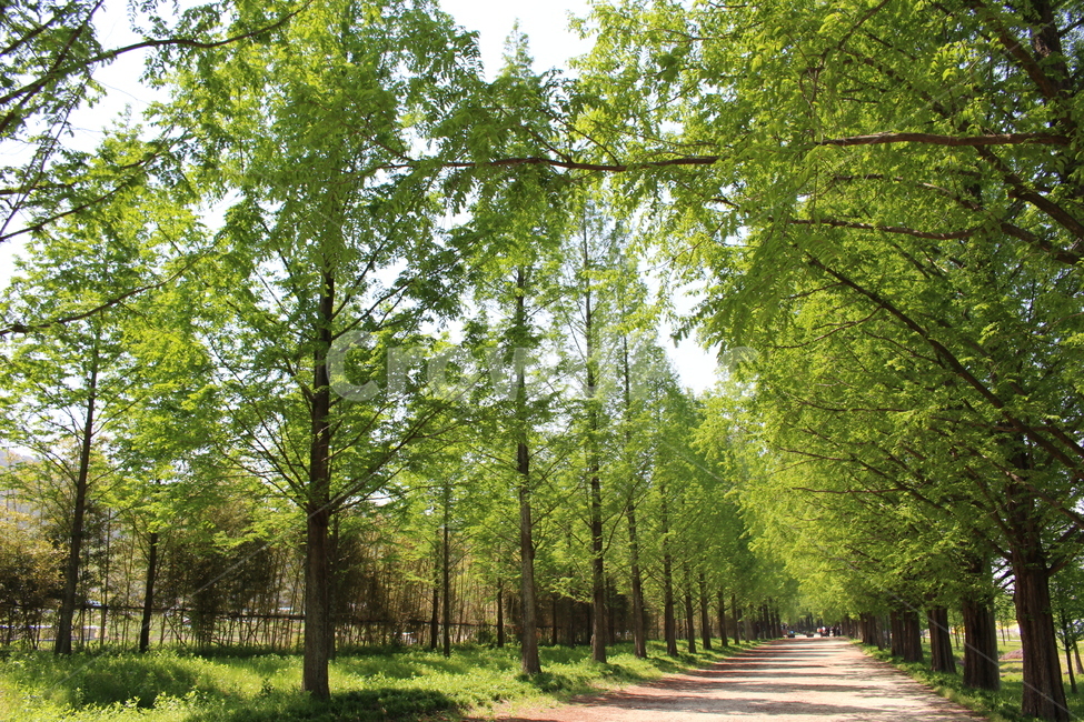 숲,나무,풍경,forest,tree,landscape,자연,풍경,nature,landscape,plant,식물,path,통로