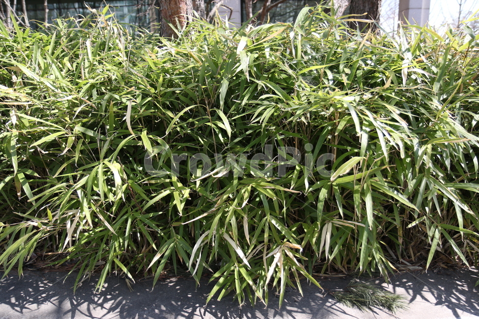 화단,식물,푸른,초록,정원,도심,공원,산책,화창한,패턴,식물,자연,plants,nature