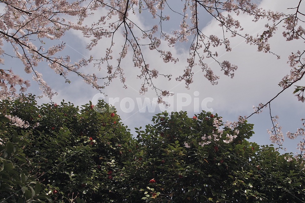 자연,풍경,하늘,나무,벚꽃,꽃,구름,감성,자연,풍경,nature,landscape,plant,식물