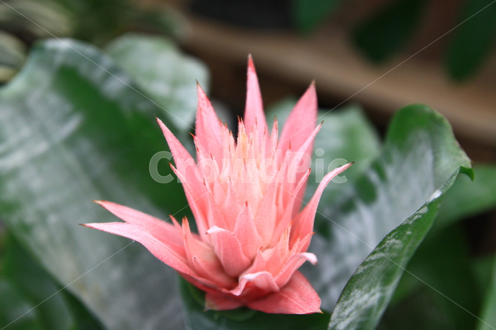 plant,식물,flower,blossom,꽃,화분,식물,자연,plants,nature,꽃,flower