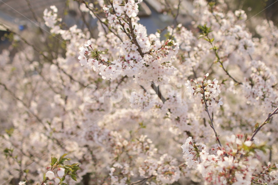 벚꽃,봄꽃,봄날,감성사진,일몰,해질녘,봄,계절,spring,season,식물,자연,plants,nature,꽃,flower,plant,blossom