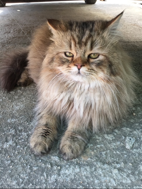 고양이,노르웨이숲,외출냥이,게슴츠레,동물,pet