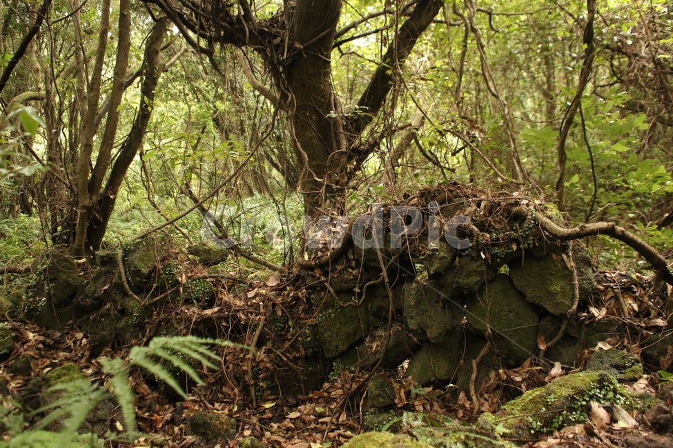 tree,나무,plant,식물,제주도,곶자왈,환상숲,원시제주,jeju,jejuisland,자연,nature,나무,trees,wood