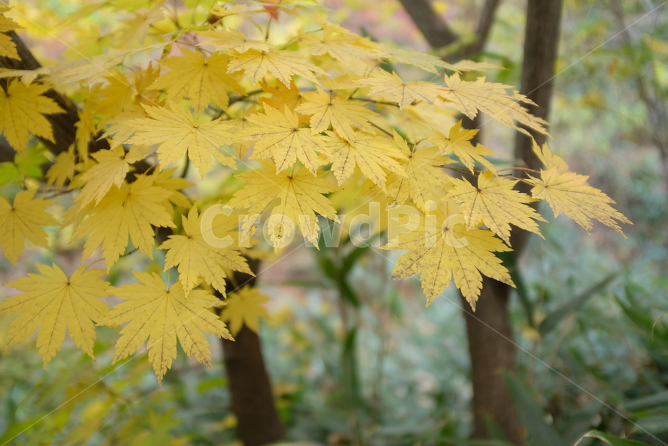 가을,단풍,자연,식물,잎,나무,fall,nature,plant,색,가을,계절,fall,autumn,season,자연,풍경,nature,landscape,leaf,tree,maple