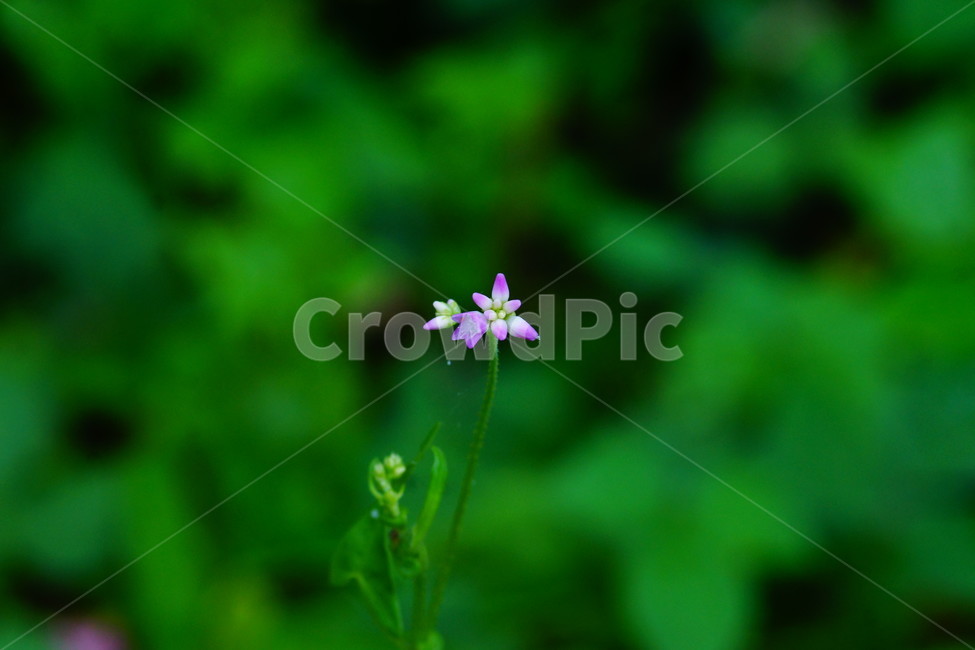 flower,꽃,plant,식물,blossom,식물,자연,plants,nature,꽃,flower
