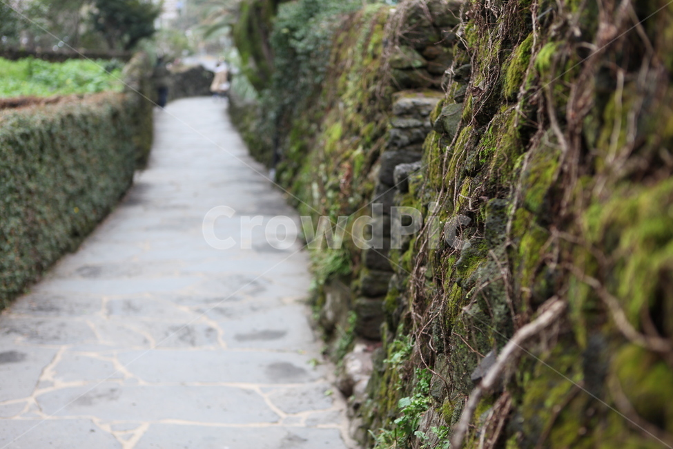 정원,garden,wall,감성사진,담벼락,감성