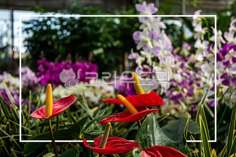 texture,copyspace,square box,column,text box,orchid flower,flower,square,background,copy space,squarebox,frame