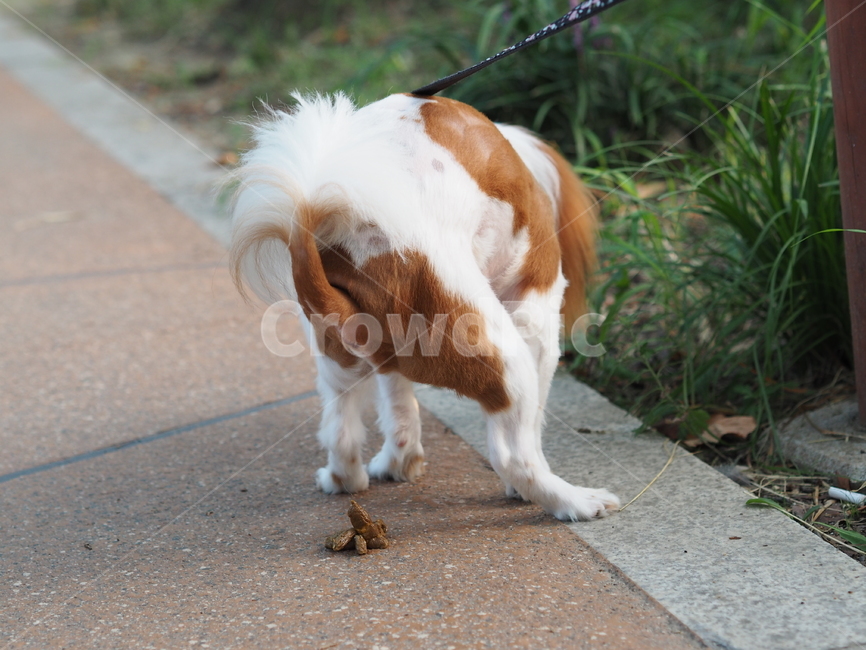 강아지,강아지변,개,배변,배변훈련,산책,동물,animal,포유류,mammal,개,강아지,dog,doggy
