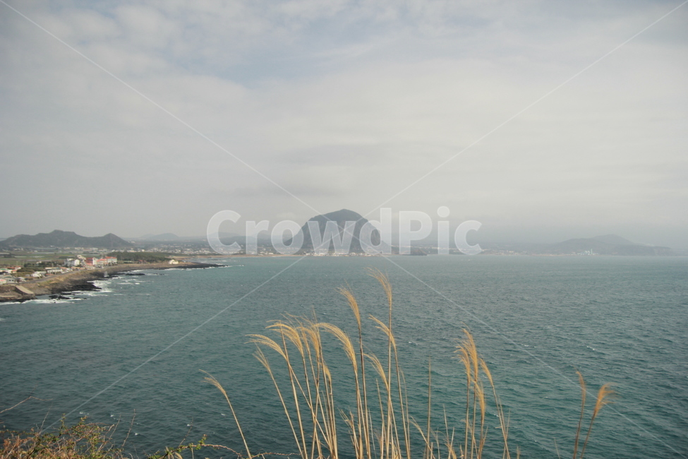 제주도,갈대,바다,섬,하늘,풍경,자연,풍경,nature,landscape,제주도,jeju,jeju island,land,땅,outdoors,옥외,water,물,shoreline,해안선,sea,ocean,대양,coast,연안,island