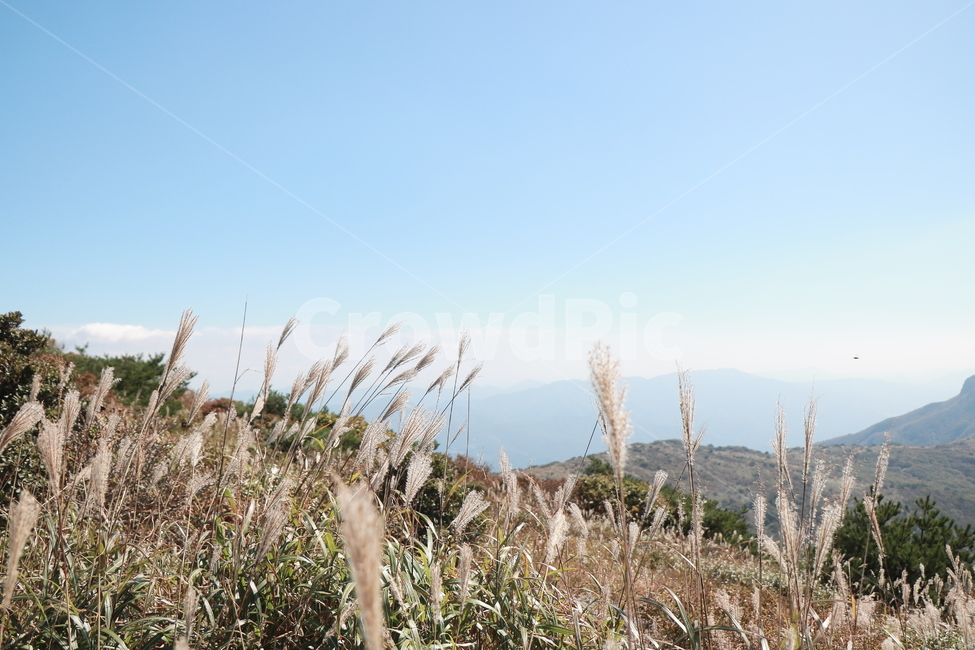 신불산,갈대,억새,갈대밭,억새밭,영남알프스,식물,가을,계절,fall,autumn,season,plant,grass,잔디,lawn,reed