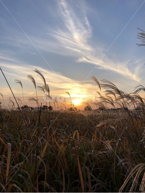 풍경,석양,공원,자연,갈대,가을,계절,fall,autumn,season,grass,잔디,plant,식물,lawn,reed