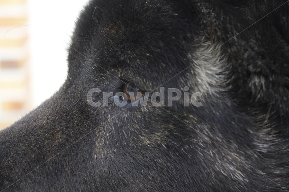 동물,강아지,검은개,강아지눈,눈동자,아련,옆모습,동물,animal,포유류,mammal,개,강아지,dog,doggy