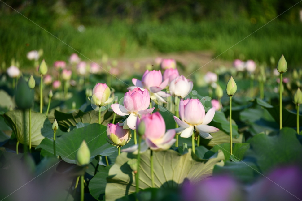 연곷,꽃,접사,연꽃밭,식물,자연,plants,nature,flower,분홍색,핑크색,연잎