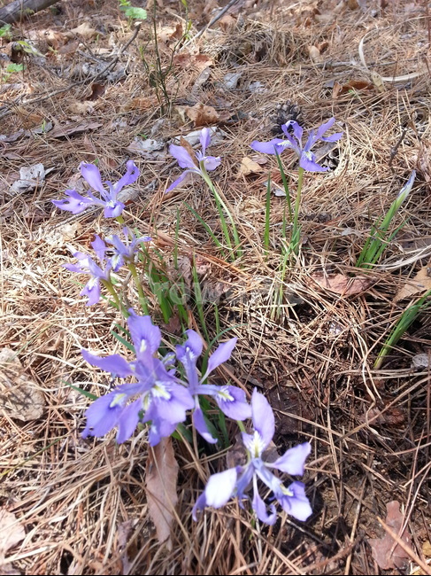 야생화,식물,작운붓꽃,산,자연