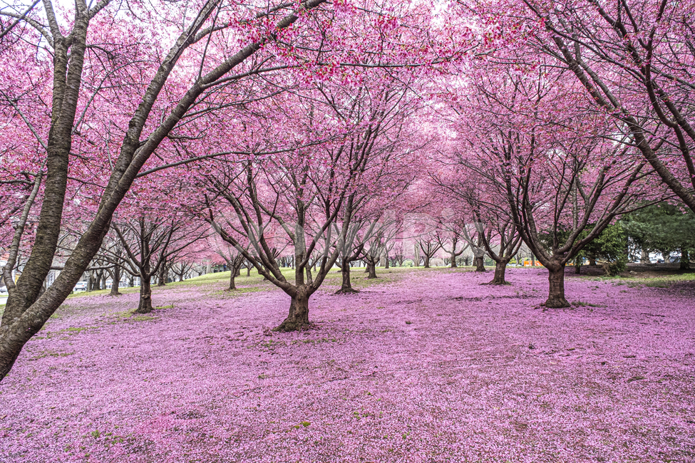 벚꽃,꽃,핑크,나무,식물,봄,분홍,사쿠라,spring,blossom,cherry,봄,계절,spring,season,식물,자연,plants,nature,꽃,flower