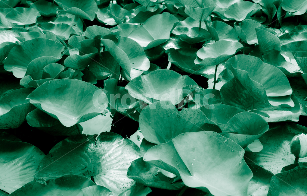 연잎,초록,녹색,lotus,연못,풍경,자연,green,nature,landscape,leaf,leafs