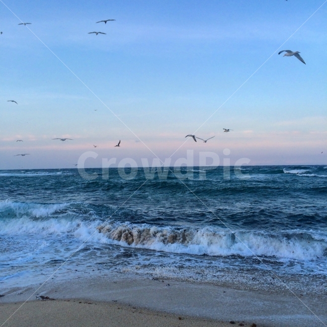 바다,강원도,겨울,사진,배경,풍경,동물,animal,자연,풍경,nature,landscape,해변,바다,beach,sea,조류,새,birds,water,물,ocean,대양,outdoors,옥외,bird