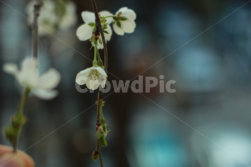 꽃,봄꽃,식물,flower,spring,봄,계절,spring,season,식물,자연,plants,nature,꽃,flower,plant,blossom,geranium,제라늄