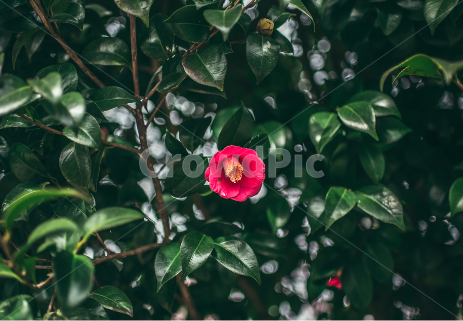 동백,꽃,봄,동백꽃,풍경,자연,식물,자연,plants,nature,꽃,flower