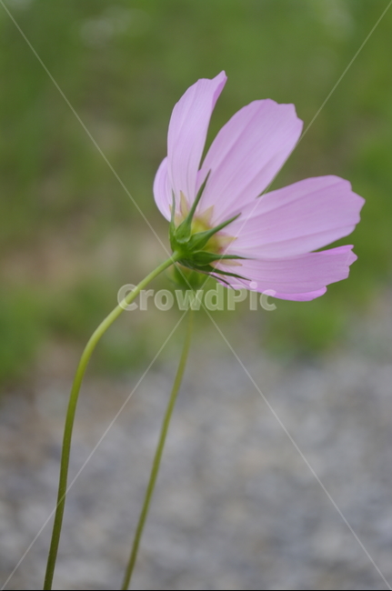 코스모스,꽃,flower,식물,plant,자연,nature