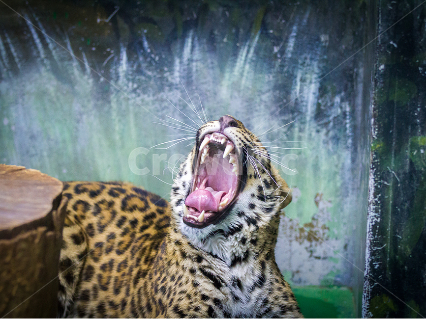 동물,생태사진,동물원,표범,자연,동물,animal,포유류,mammal