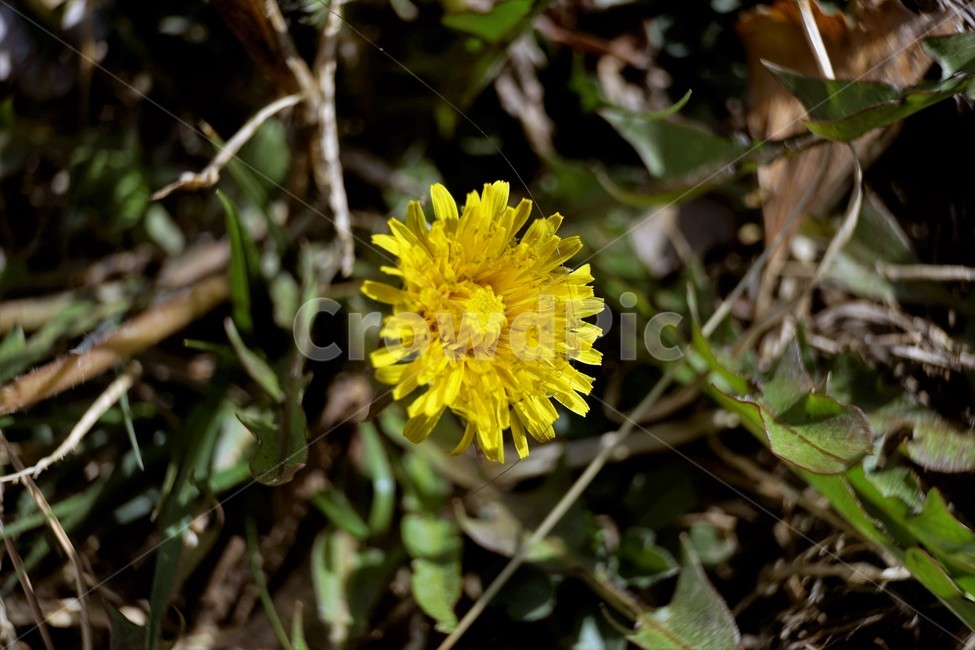 민들레,노랑,봄,꽃,계절,dandelion,spring,flower,bloom,yellow,life,생명,봄소식,식물,자연,plants,nature,꽃,flower