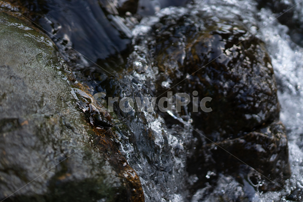 바위,물,water,하천,수중생물,자연,다슬기,물줄기,river