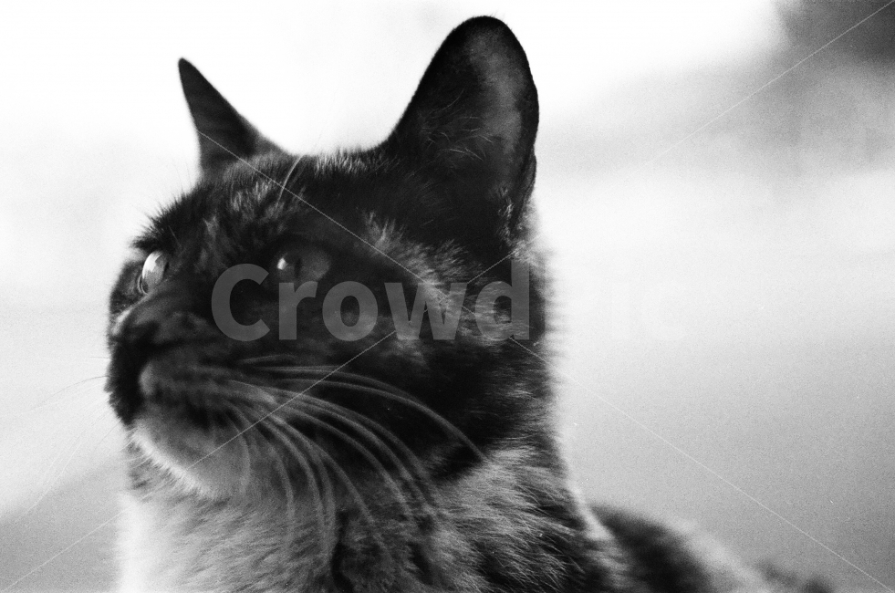 고양이,흑백,필름,동물,애완묘,자연,동물,animal,포유류,mammal,고양이,cat,kitten,kitty,흑백,모노톤,monochrome,black and white