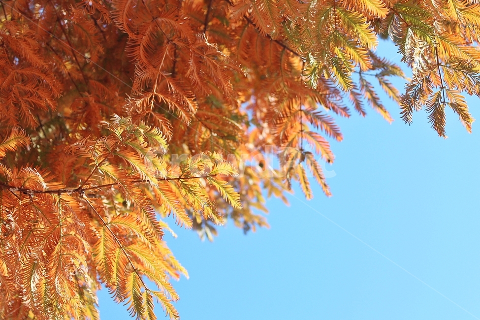 tree,나무,plant,식물,leaf,잎,maple,단풍,가을,낙엽