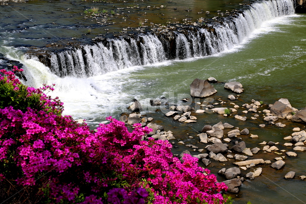 꽃,풍경,강,호수,폭포,자연,자연,풍경,nature,landscape,한국자연풍경,한국자연경관,korea nature landscape,water,물,river,outdoors,옥외,waterfall
