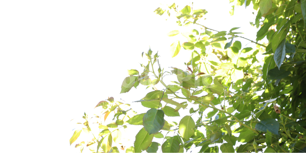싱그러움,숲,화창한날씨,맑음,나뭇잎,나무,식물,자연,plants,nature