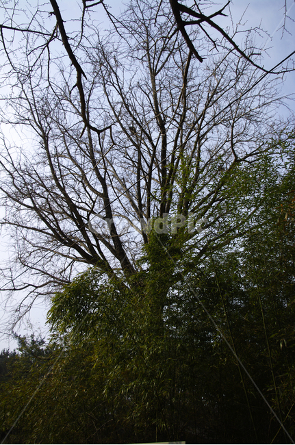 나무,plant,식물,tree,나무줄기
